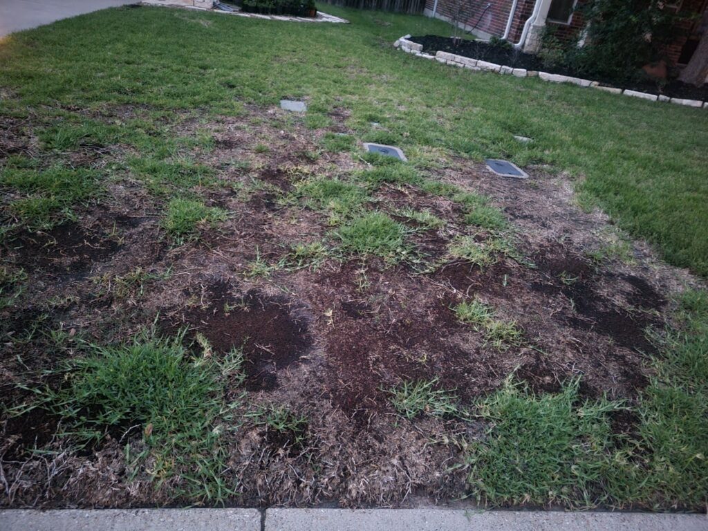 Lawn with turfgrass loss and damage