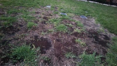 Turfgrass loss in lawn