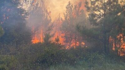 Fire activity in young pine plantation.