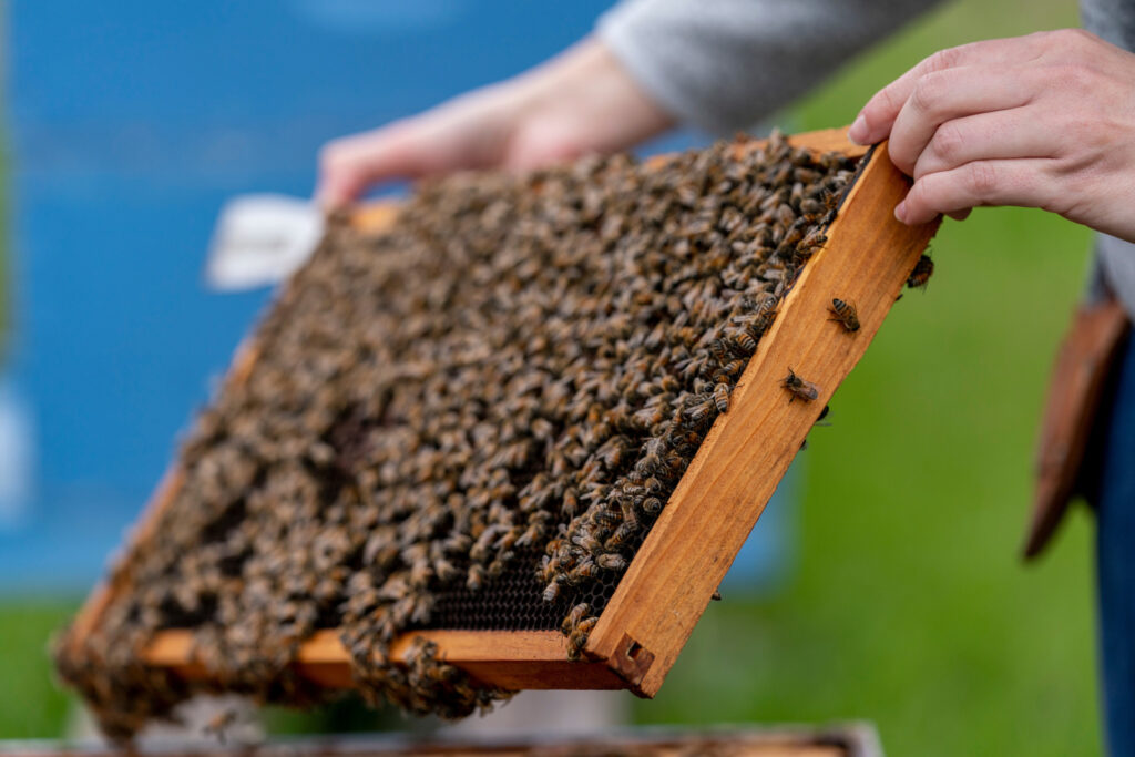 Un estante de listones de una caja de abejas cubierta de miles de abejas. 