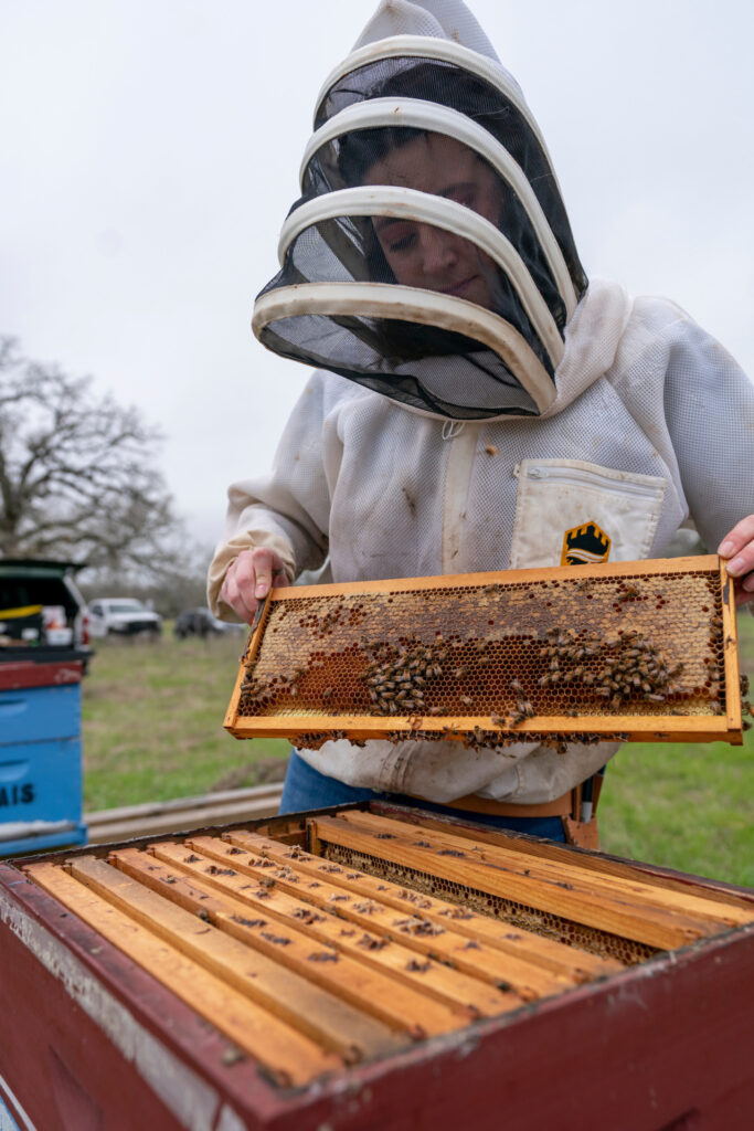 A beekeeper holds up honey coated rack from a honeybee box. 