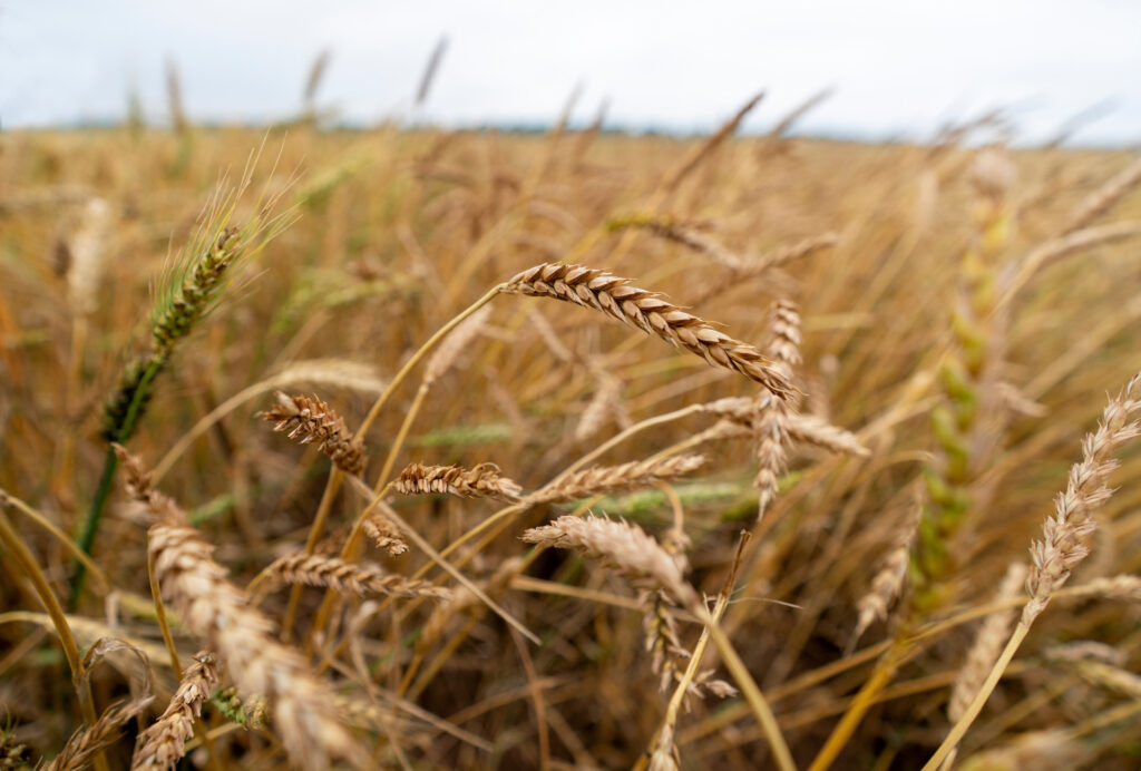 A closeup of some wheat in a wheat field. 