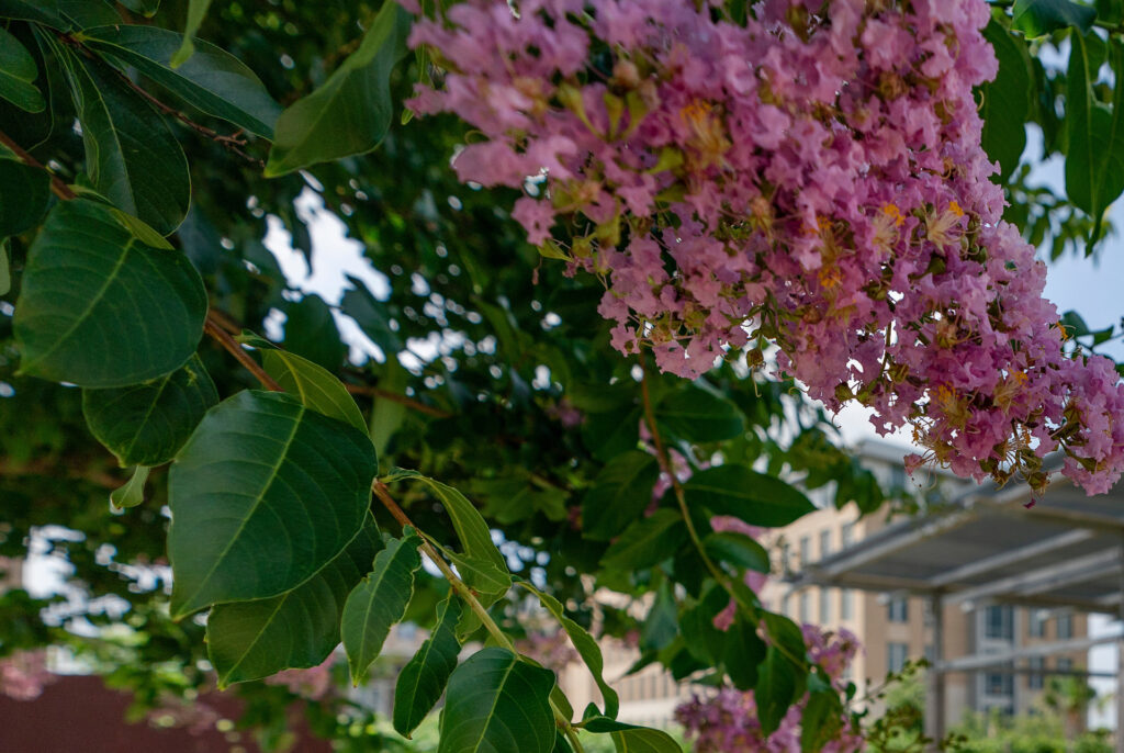 Un árbol de mirto rosado en flor en el campus de Texas A&M.  Cuando las flores se recogen durante el calor del verano, las futuras floraciones son más abundantes, como se ve aquí.