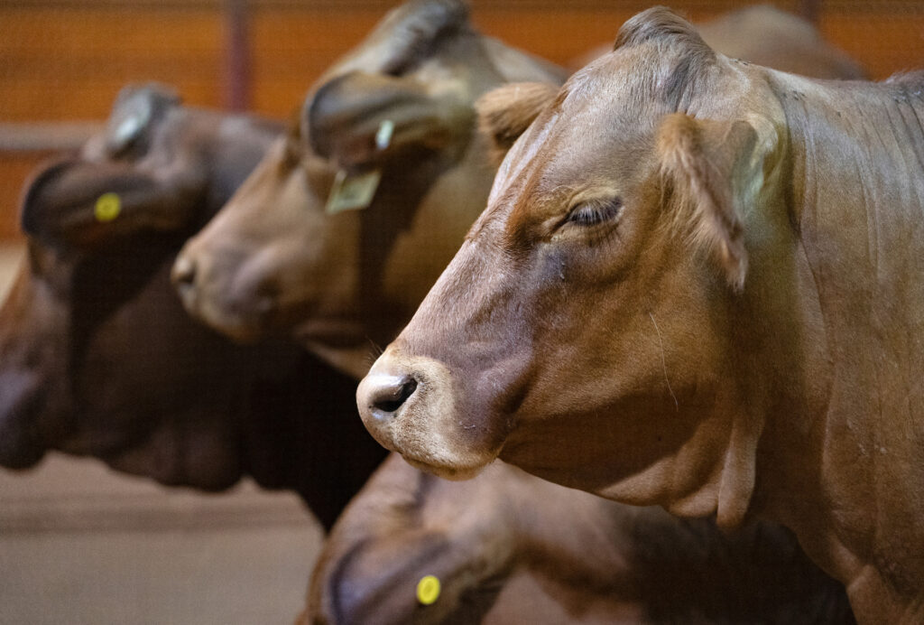 three head of cattle from the side view with one in focus during Beef 706