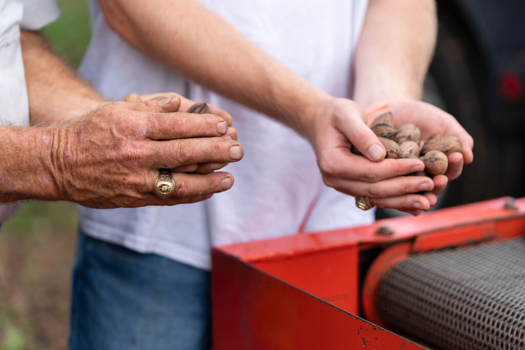 Una cosecha de nueces en Texas A&M.  Dos pares de manos sostienen nueces, una es una persona joven y la otra es un hombre mayor que lleva un anillo Aggie.