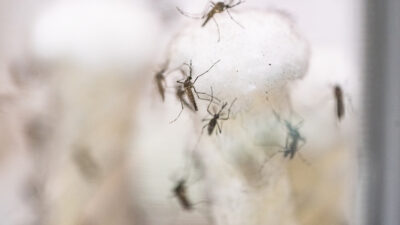 Mosquitoes perched on a piece of cotton. Mosquitoes are a topic of an Aug. 16-17 vector integrated pest management course.