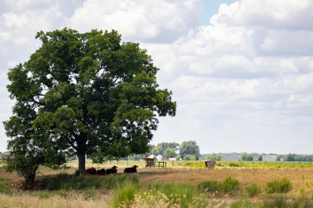 Cattle resting under a large shade tree in a pasture. 