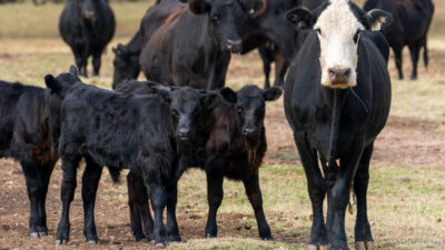 Cattle standing in a pasture in West Texas.