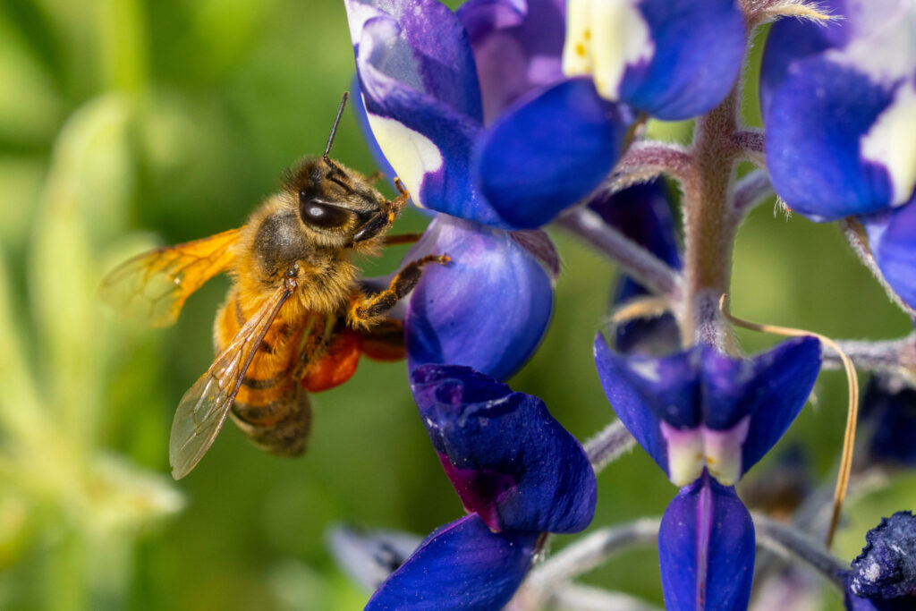 Una abeja en una flor bluebonnet. 