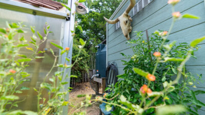 A Texas garden with a cattle skull hanging on a shed. A water catchment system is seen past the edge of a shed. Orange flowers are in the foreground.