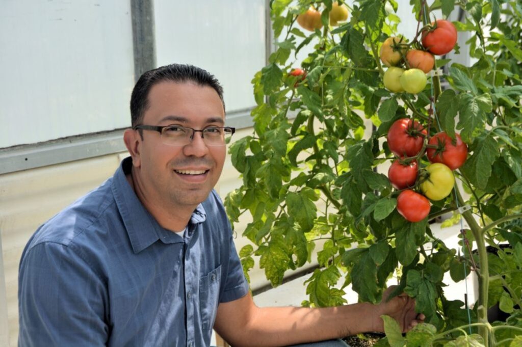 Dr.  Ávila junto a una planta de tomate con tomates en varios estados de madurez. 