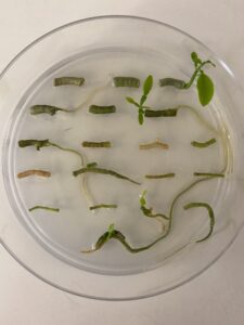A Petri dish containing citrus plants that were regenerated from hairy roots 
