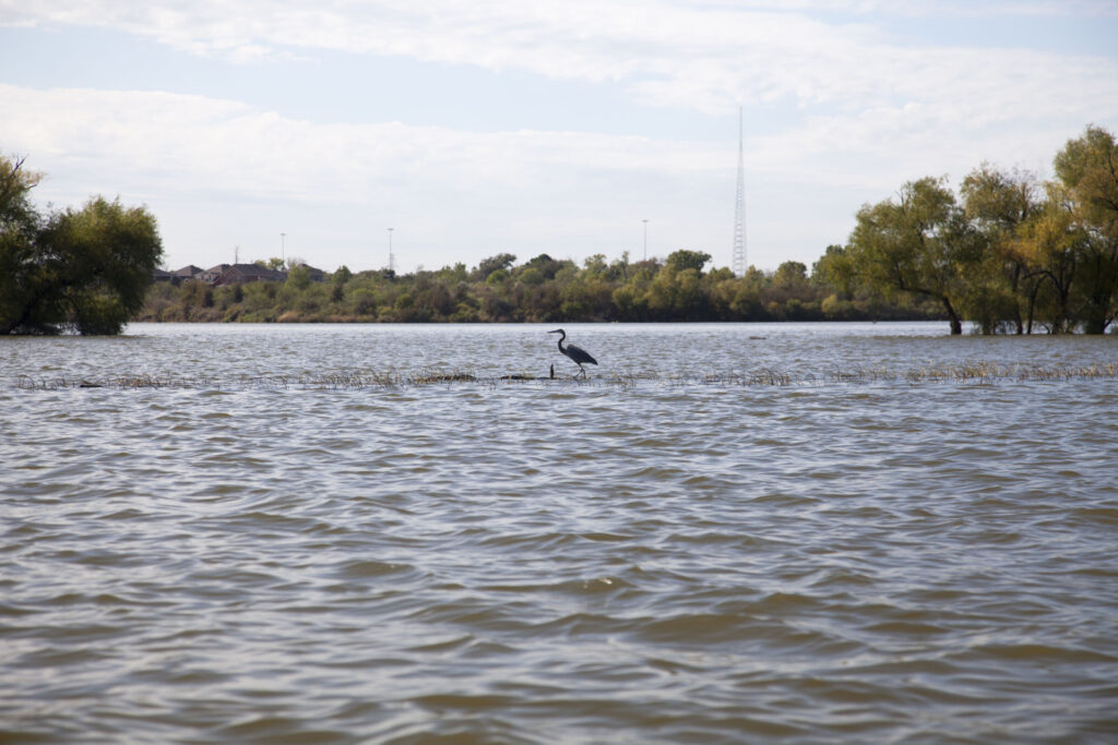 Un pájaro se encuentra en medio del lago Arlington con árboles que rodean la costa.  El 25 de julio se llevará a cabo un taller para discutir esta cuenca.