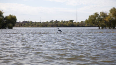 A bird stands in the middle of Lake Arlington with trees surrounding the shoreline. A workshop will be held July 25 to discuss this watershed.