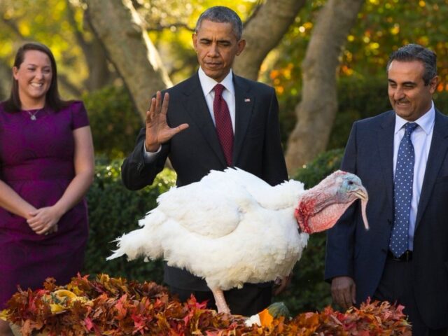 El expresidente Barack Obama está de pie con un pavo blanco delante de él y Leslee Oden detrás ya su izquierda.  Se prepara para perdonar al pavo en honor al Día de Acción de Gracias.