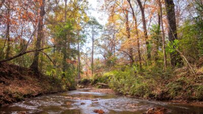 A small stream flows through a wooded area with various colored leaves near Nacogdoches