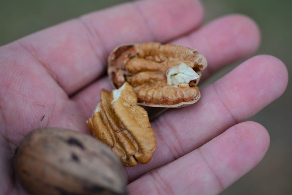Hand holding a cracked open pecan showing the kernels inside