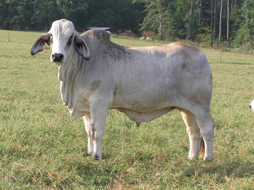 A Brahman steer standing in a field of green and brown grass with trees behind him. 