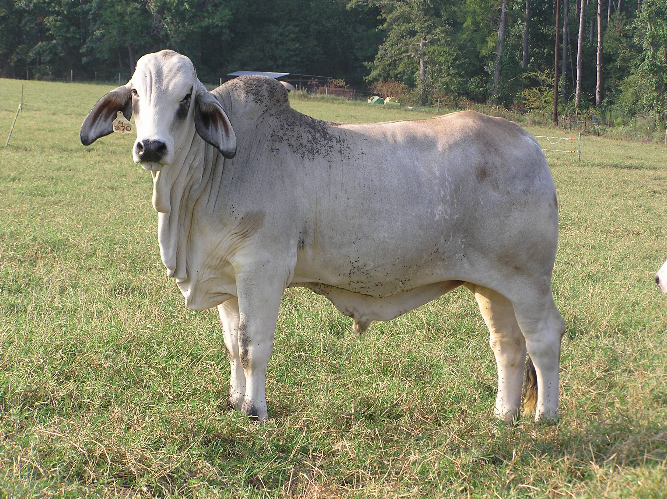 brahman cattle in texas
