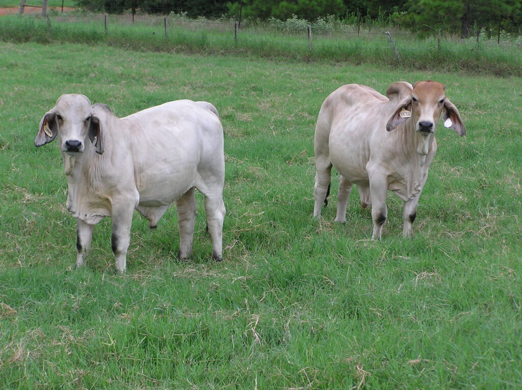 Two Brahman steers stand in a field of green grass