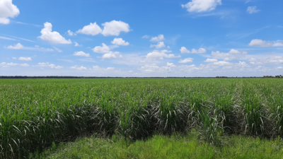 A field of cane under a blue sky.