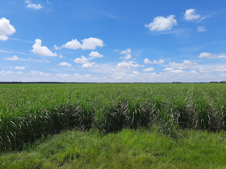 A field of cane under a blue sky. Nuria Gomez-Casanovas, Ph.D., is focused on bioenergy cane. 