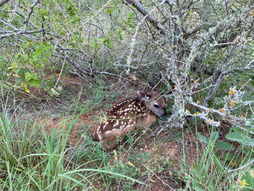 A fawn beds down in vegetation. After being born, young deer face threats from predators, but both doe and fawn are equipped with a suite of natural adaptations and behaviors to avoid potential predation. 
