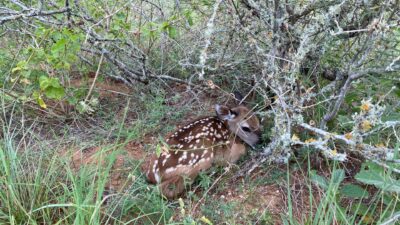 A fawn beds down in vegetation.
