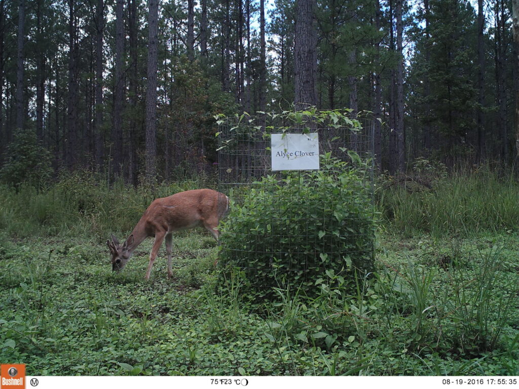 A white-tailed deer browses a food plot next to an exclusion cage. 