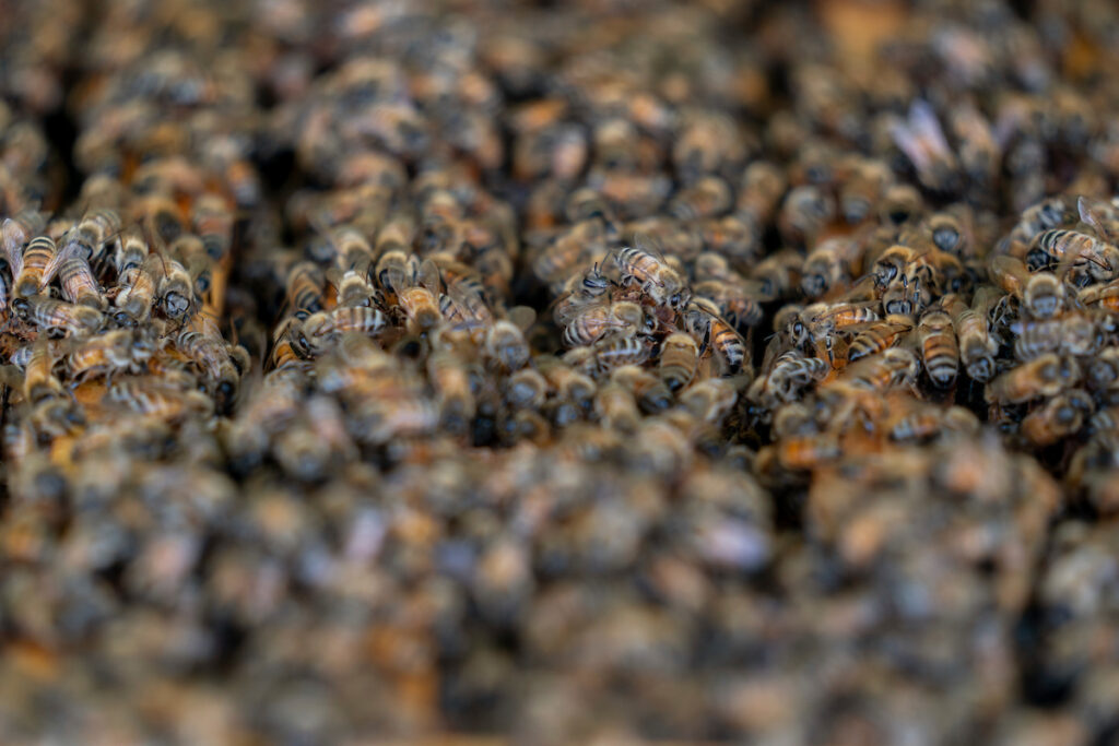 A bee hive. A closeup of hundreds of bees