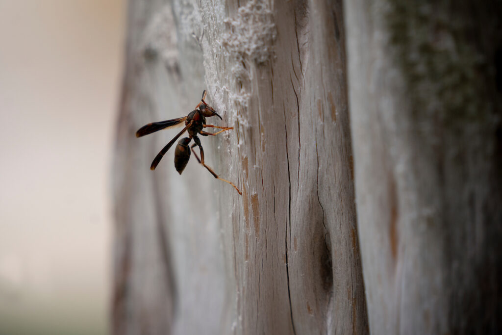 A paper wasp gathers wood pulp from a fence post. Wasps, as well as other stinging insects, are one of the topics covered in the Associate Certified Entomologist prep course on Aug. 30-31.