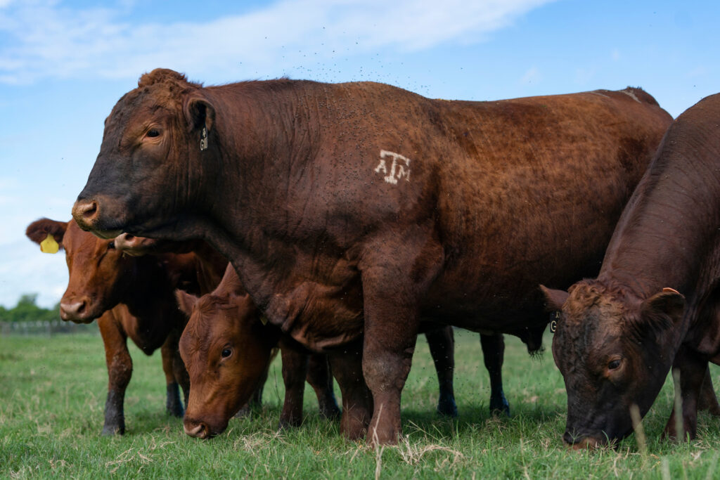 a large red bull with the Texas A&M brand stands among a group of cows. Lacey Luense, Ph.D., is determined to improve the fertility of bulls by understanding how epigenetics affect disease and development.