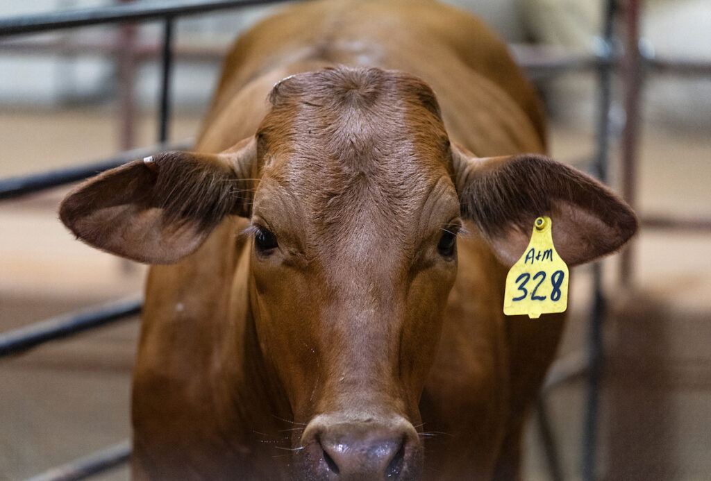 A single cow looking directly at the camera. It is brown and has a yellow ear tag that says A&M 328.