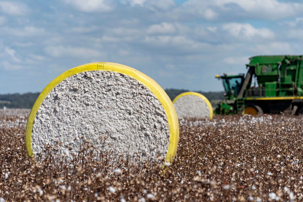 A bale of cotton sits in a harvested field. VIEWPoly is helping plant geneticists better analyze the genetics of important polyploids