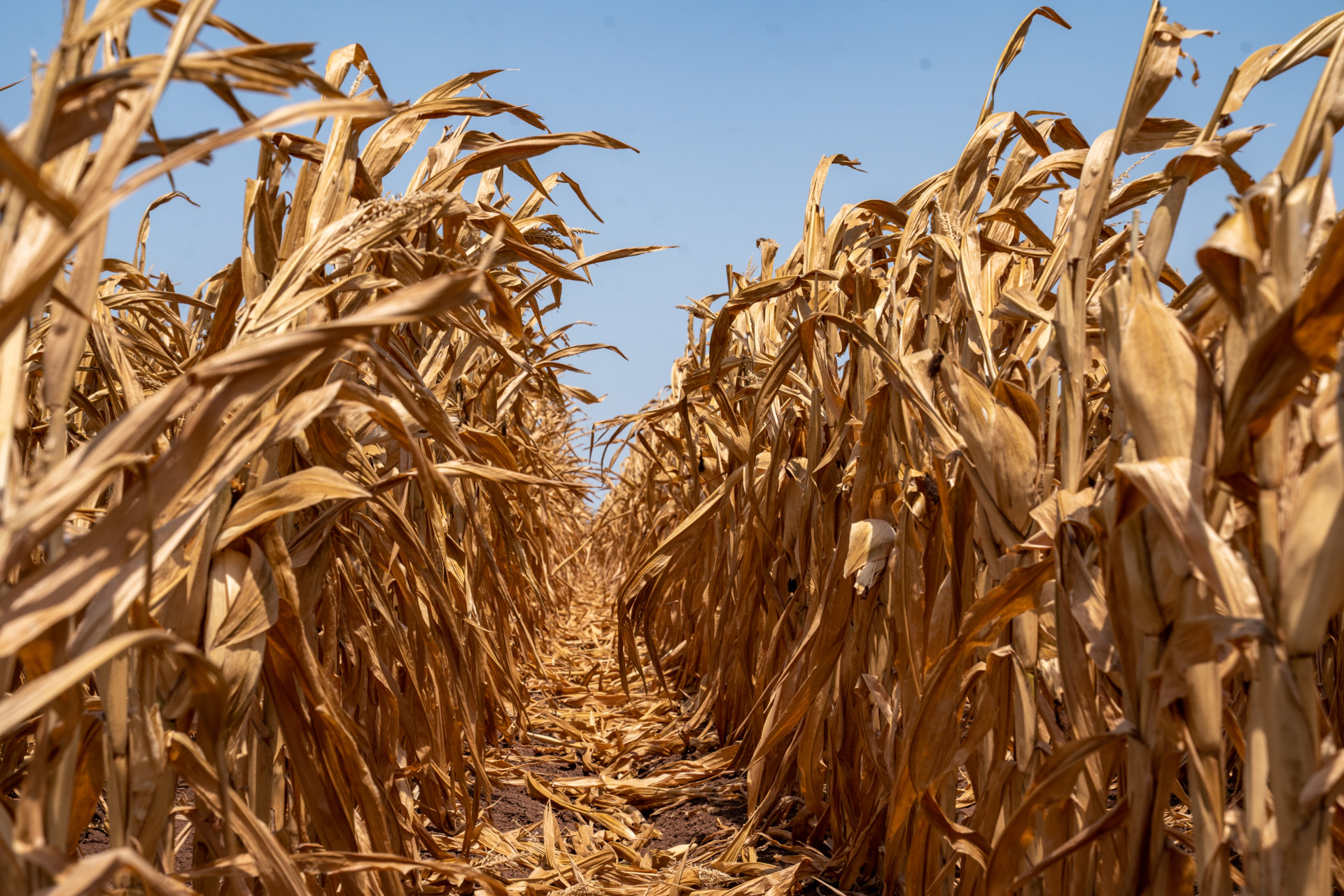 Texas summer drought affecting corn, sorghum crops - AgriLife Today