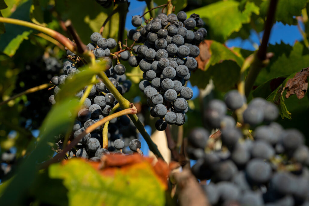 Ripe grapes on a vine in a vineyard. Participants will learn how grapes  become wine at wineries during the Wine to Vine event on Aug. 28.