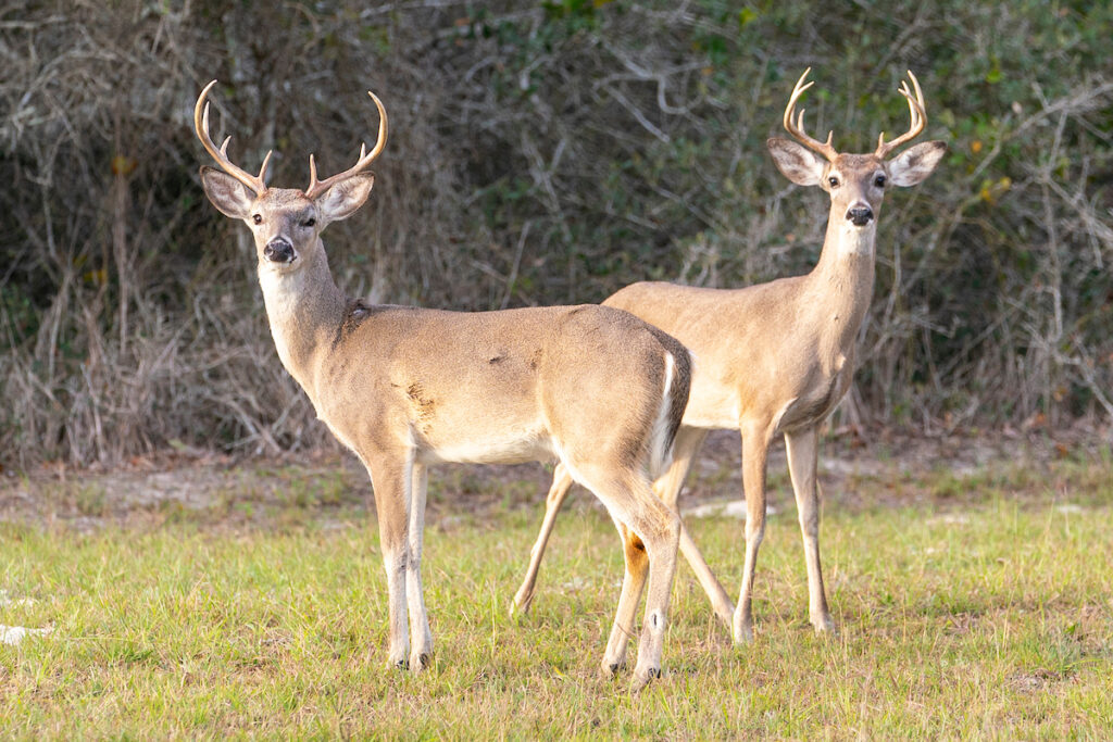 Two white-tailed bucks stand next to a woodline. 