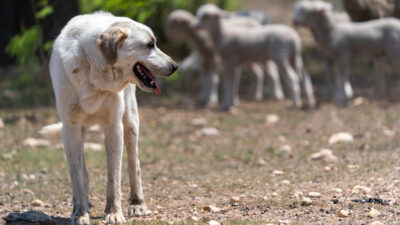 A white Livestock Guardian Dog from the Texas A&M AgriLife LGD program stands in the foreground looking over his shoulder. Behind him in the blurred background are a flock of sheep.