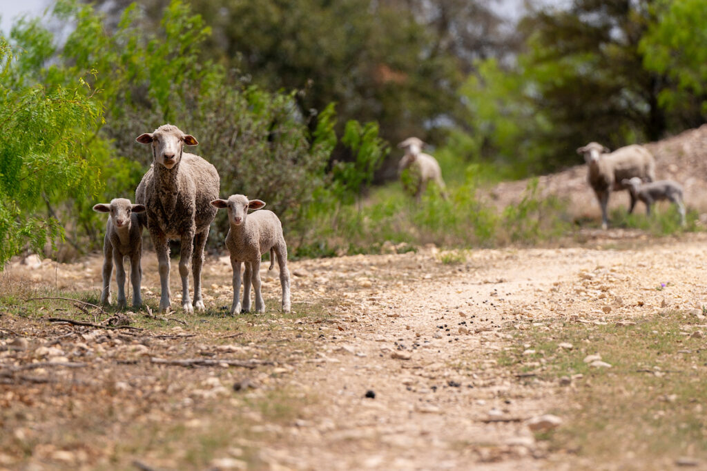 A ewe with two lambs looks directly forward. They are standing on a dry rangeland with a few mesquite trees. Other Texas A&M AgriLife program sheep are in the background.