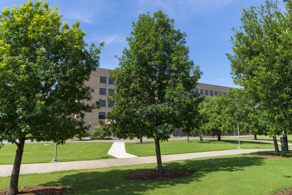 Three white oak trees on the campus of Texas A&M. Their cylindrical canopy indicates they are getting the water they need and they are planted the recommended 10-15 feet apart.