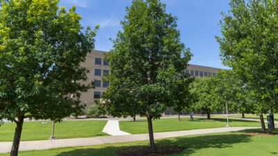 Three white oak trees on the campus of Texas A&M. Their cylindrical canopy indicates they are getting the water they needs and they are planted the recommended 10-15 feet apart.