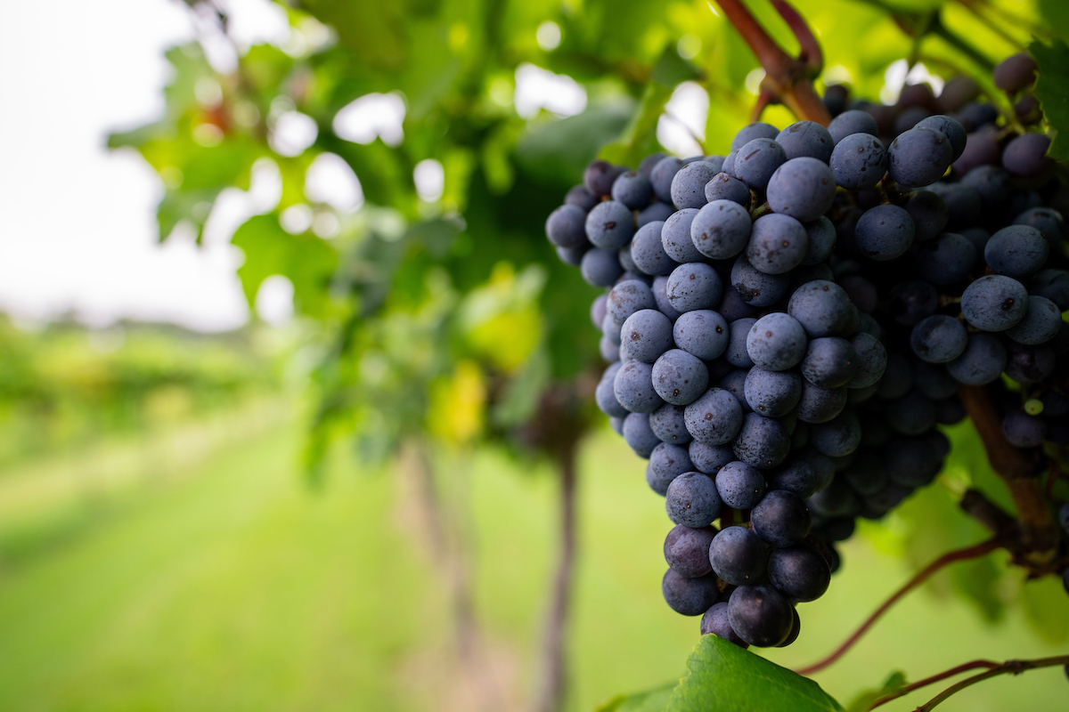 A large cluster of blue-colored wine grapes in the foreground and green foliage of the vineyard blurred in the background. 