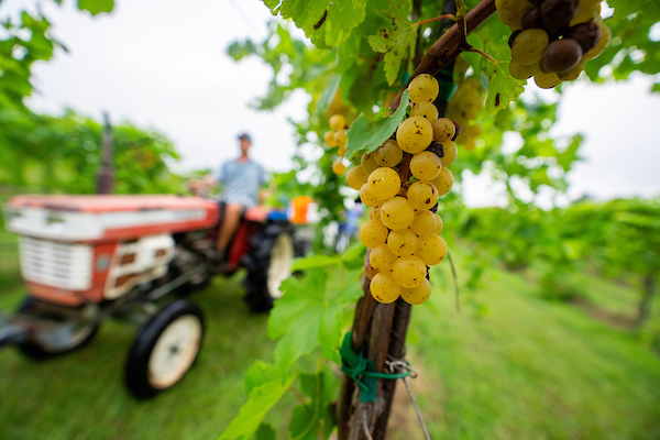 Light wine grapes on a vine in a vineyard with a tractor blurred in the background. 