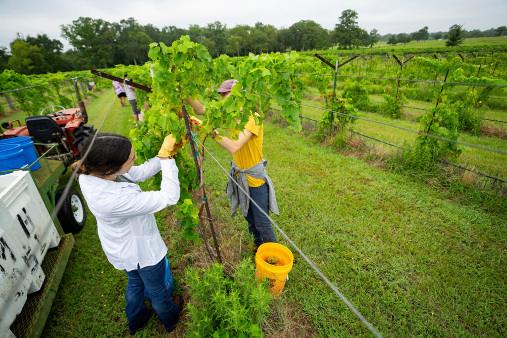 Two women trimming wine grape vines. 