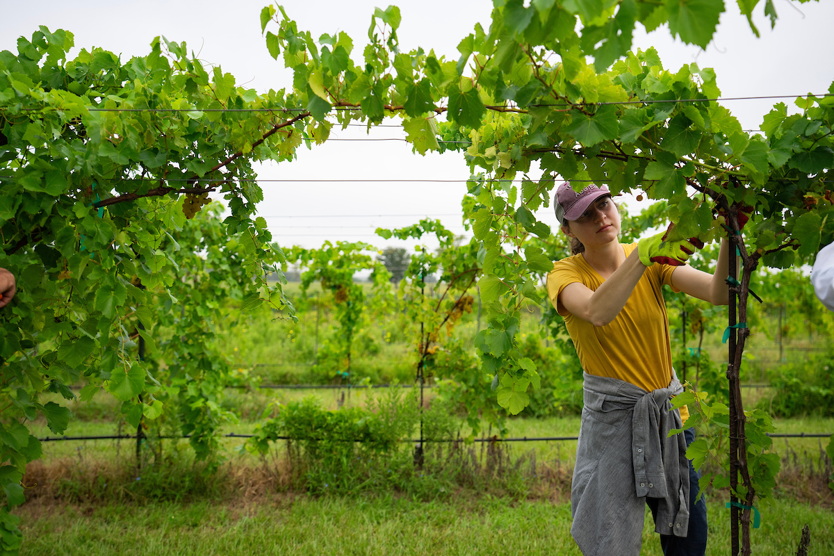 A woman trimming wine grape vines. 