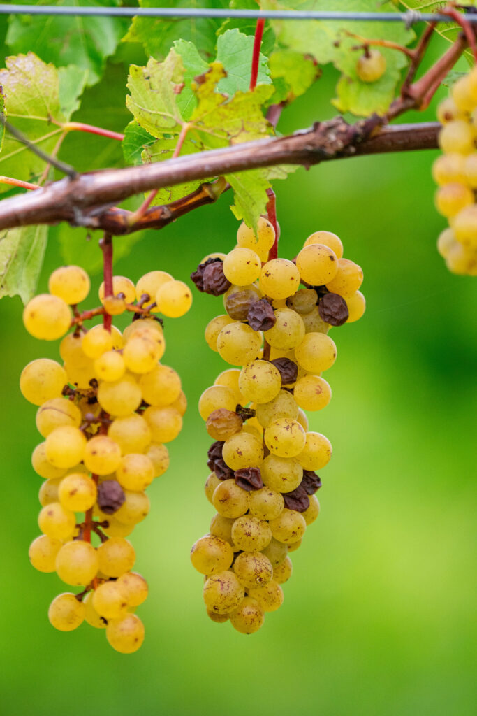 Wine grapes hang from a vine