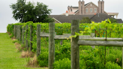 Rows of grape vines on a land. Viticulture, or grape growing, is one of the topics of this small acreage landowner series held in Waco.
