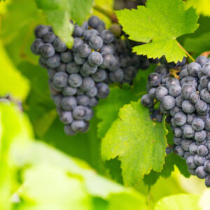 Panhandle Grape and Wine Tour set Oct. 21 in Amarillo