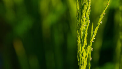 A rice plant.