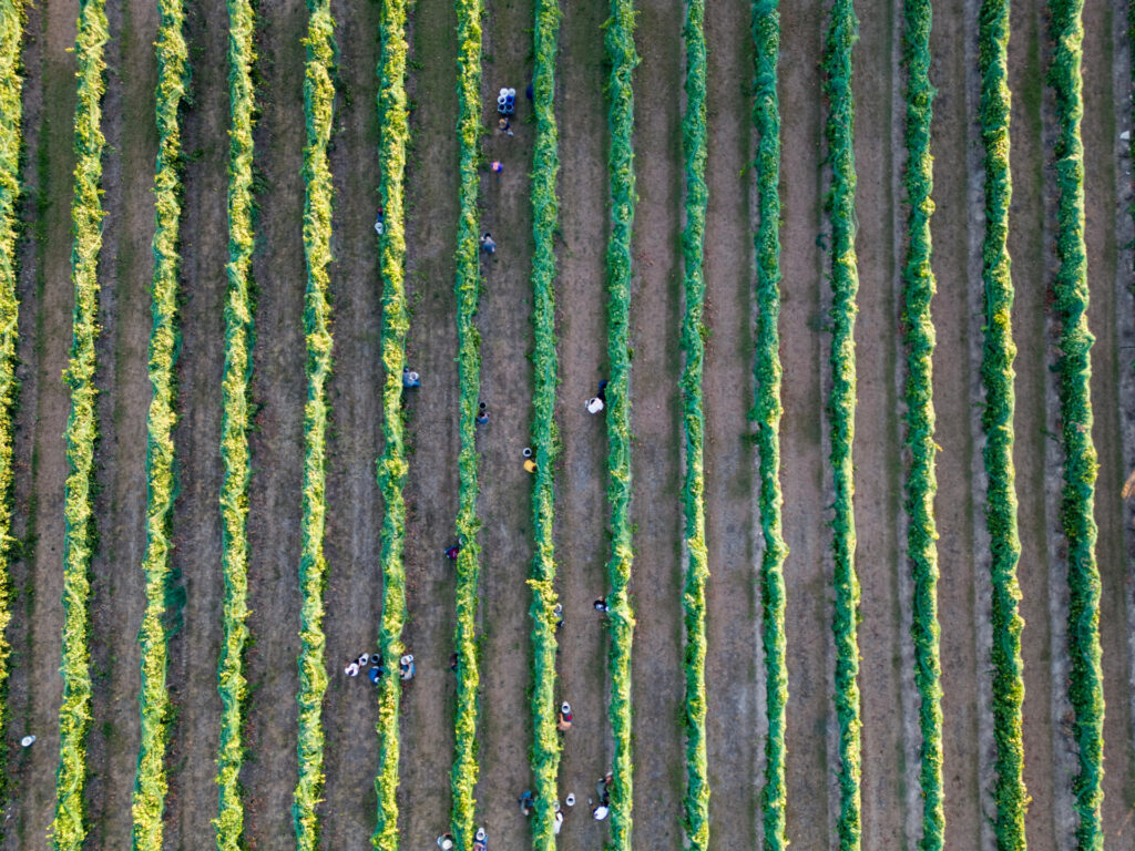 Workers harvest grapes at vineyard on Thursday, Aug 03, 2023 in College Station, Texas.